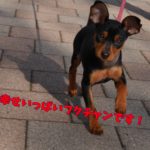 ミニチアピンシャーの福(フク)ちゃんです
