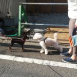 ふくちゃんお友達いっぱいできるかな!幸せ散歩