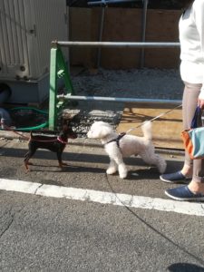 ふくちゃんお友達いっぱいできるかな!幸せ散歩