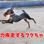 全速力で疾走するミニチュアピンシャーのフクちゃん!