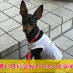 秋バテには血流改善と体温管理を