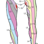 腰の痛みはどこからデルマトーム図で確認!