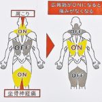 広背筋と周囲の筋肉の関係