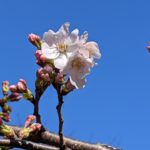 桜咲きました!