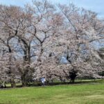 千歳船橋桜丘はさくら満開！花粉症注意！