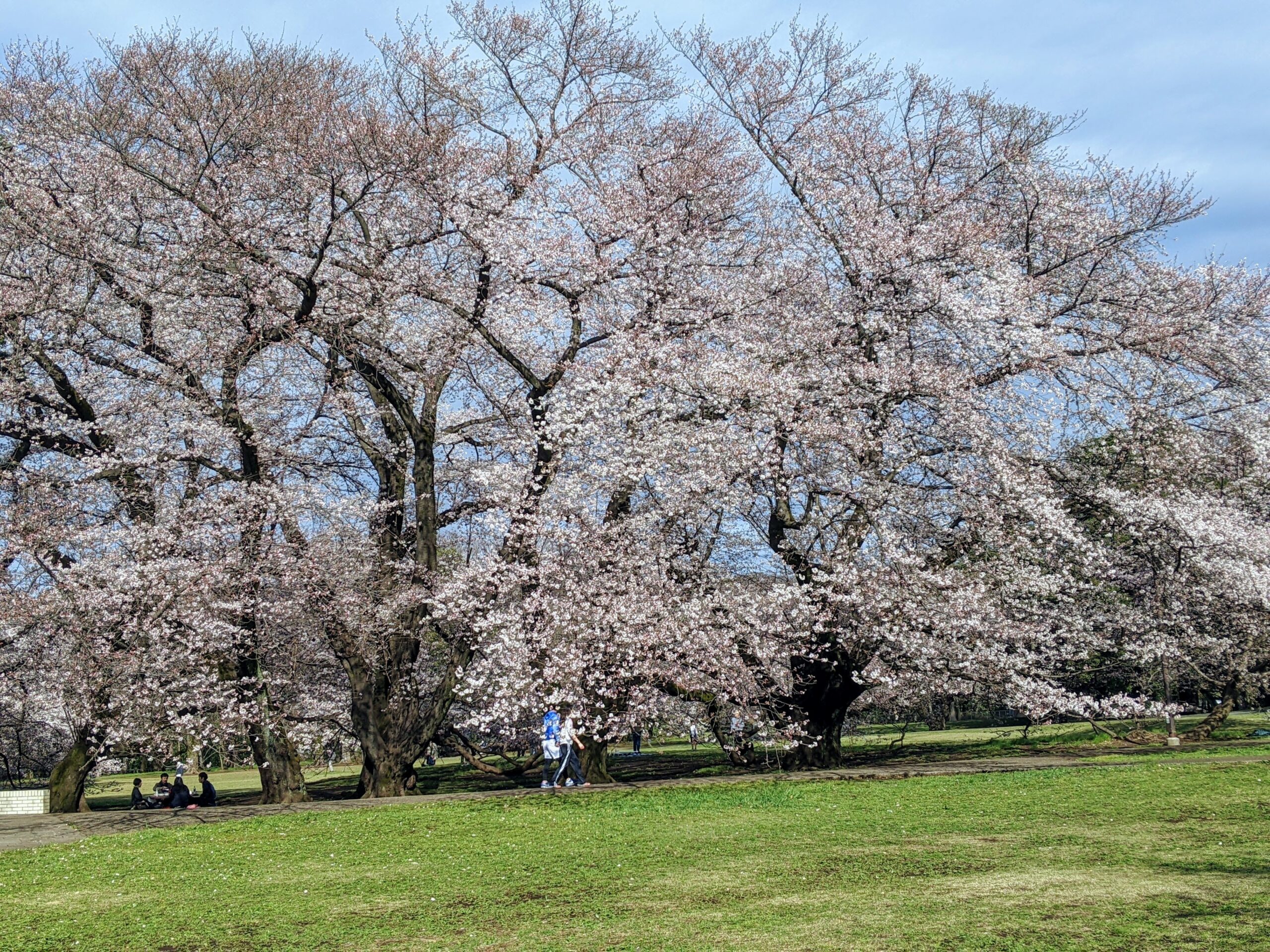 千歳船橋桜丘はさくら満開！花粉症注意！