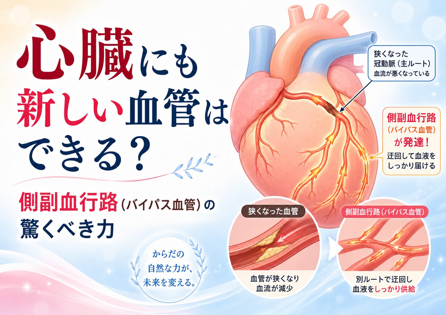 心臓にも新しい血管はできる?側副血行路(バイパス血管)の力