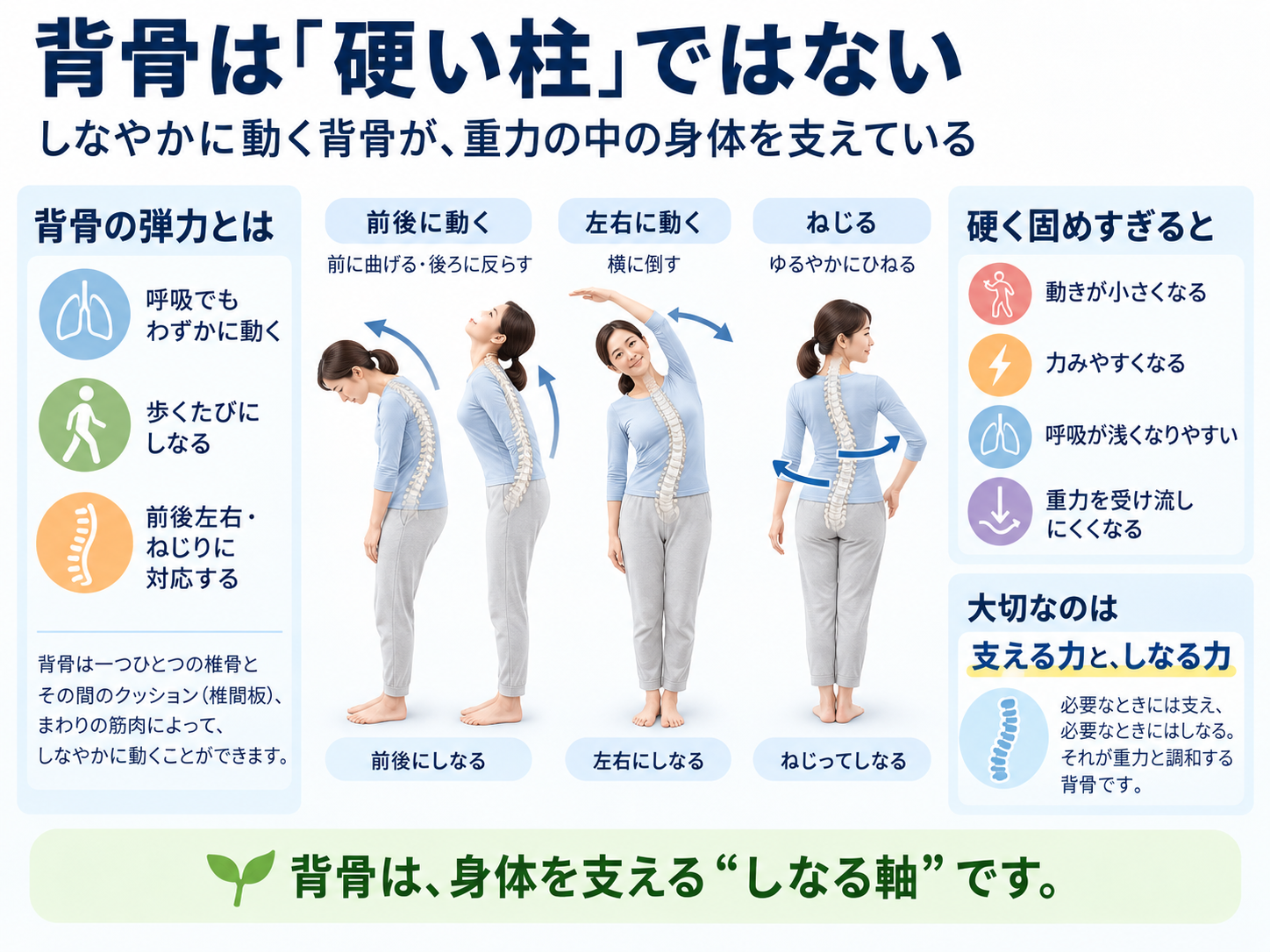 前後左右やねじりにしなやかに動く背骨