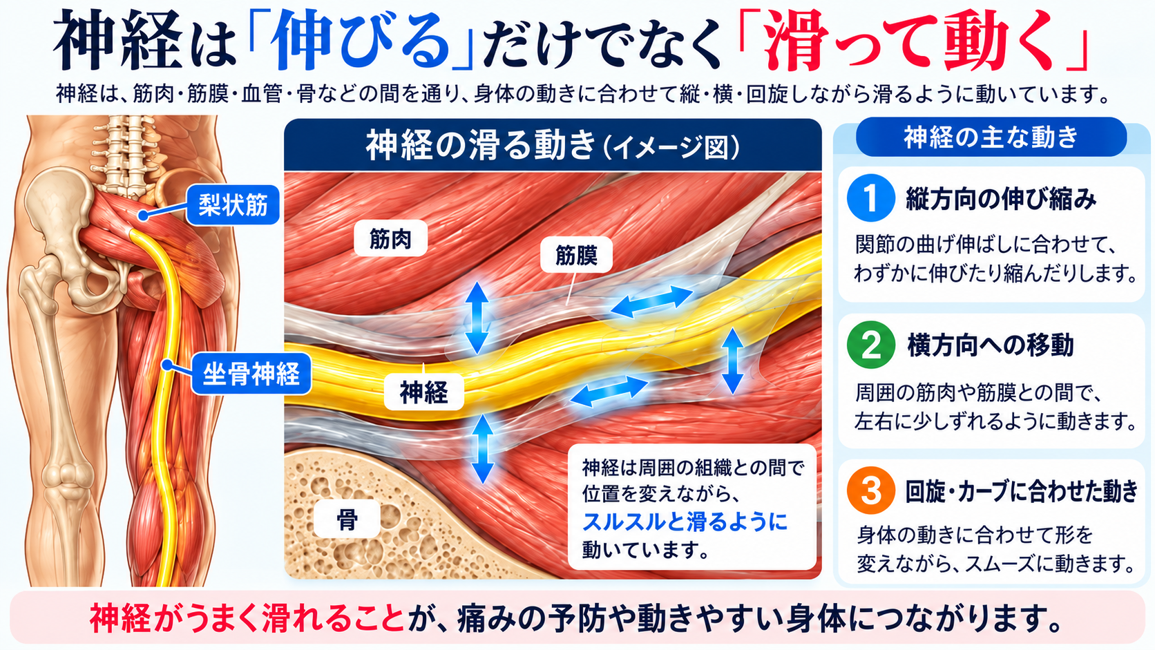 神経は伸びるだけでなく滑って動くことを示す、坐骨神経と筋肉・筋膜の説明図