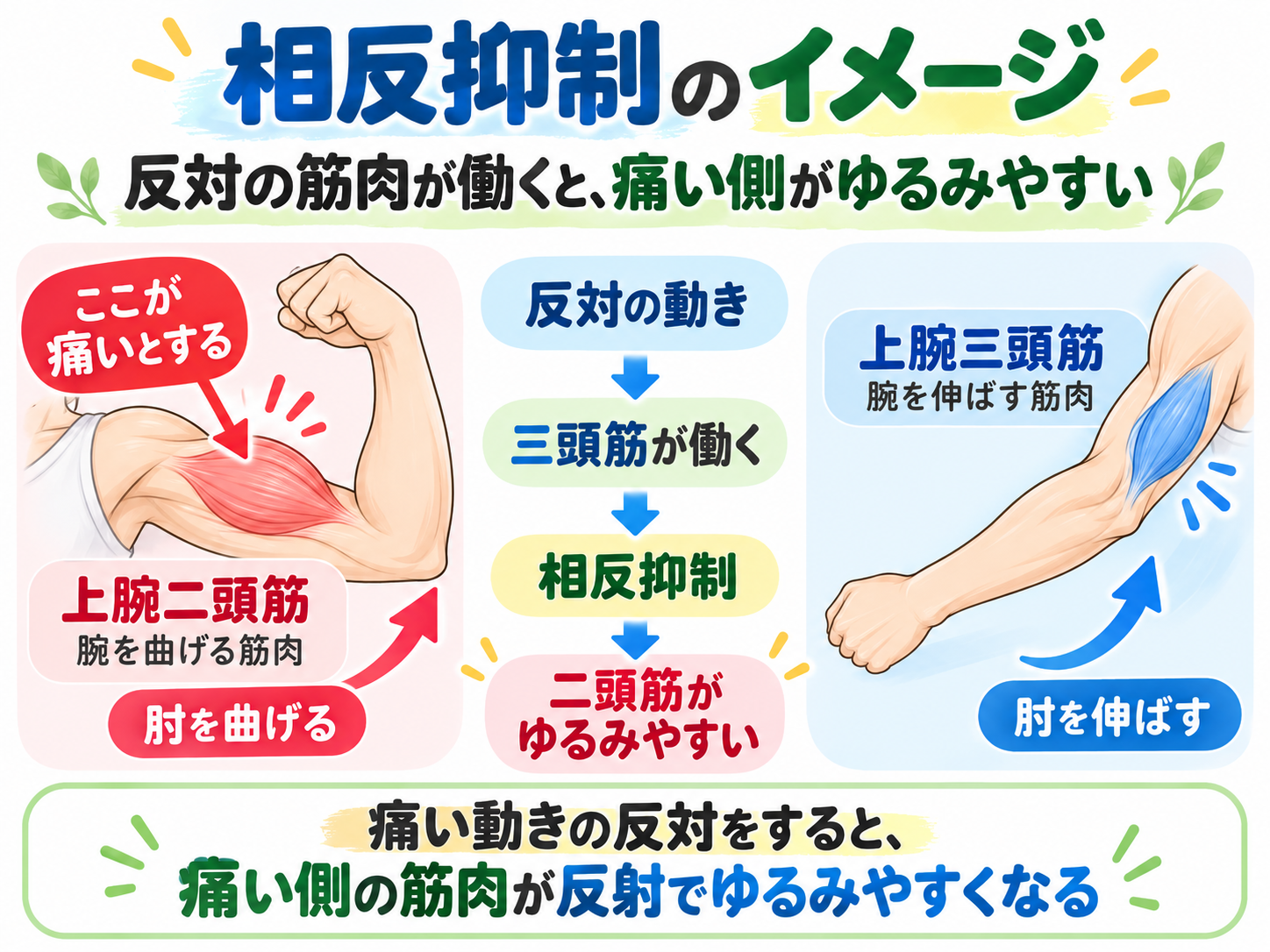 上腕二頭筋と上腕三頭筋の相反抑制|反対の筋肉を使うと筋肉がゆるみやすくなる仕組み